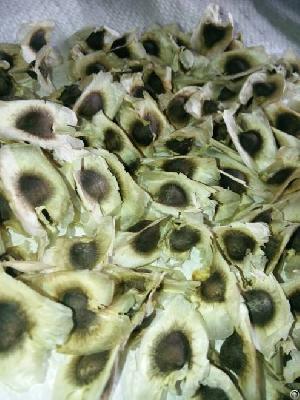 moringa seeds wings
