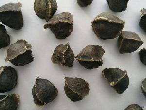 moringa seeds wings