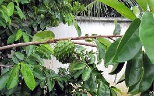 soursop fruit