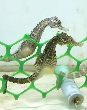Seahorse Hippocampus Abdominalis
