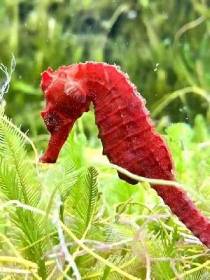 seahorse hippocampus barbourin
