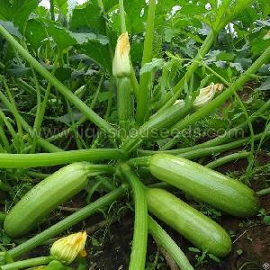jade 808 hybrid summer squash