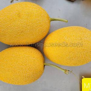 M1131 Hybrid Hami Melon Variety