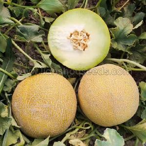 m254 sweet hybrid galia melon seed