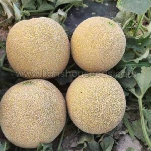 M255 Big Galia Melon Variety F1 With High Disease Resistance