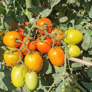 t178 determinate saladette tomato varieties