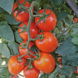 t193 productive determinate saladette tomato seed