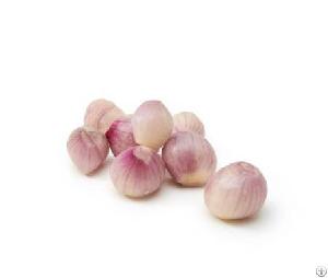 Iqf Shallot