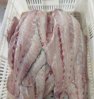 Supply Corvina Fillet