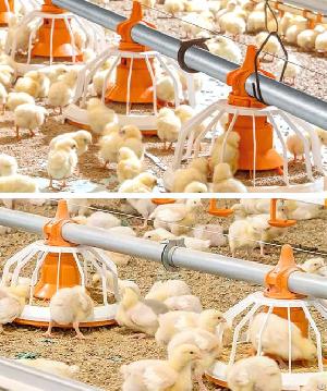 Longmu, The Most Comprehensive Poultry Shopping Platform