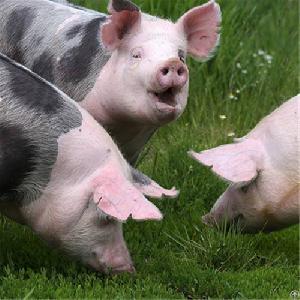 Xylanase Feed Enzyme