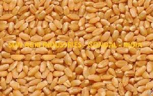 Agri Product Wheat