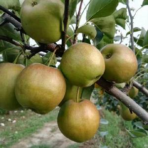 Chinese Yulu Pear
