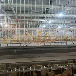 H Type Full Automatic Broiler Chicken Cage
