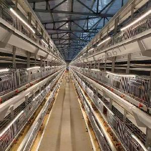 H Type Full Automatic Broiler Quail Cage