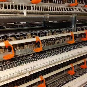 H Type Full Automatic Layer Quail Cage