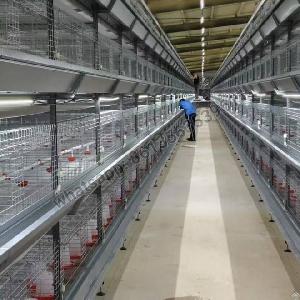 H Type Full Automatic Pullet Cage