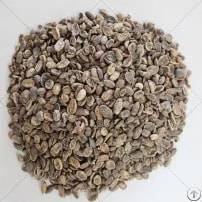 acorn kernels