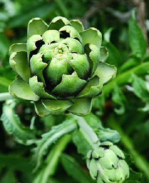 artichoke extract cynara scolymus cynarin