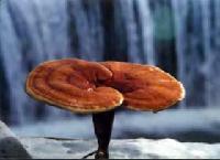 Ganoderma Lucidum Reishi Mycelium Extract And Polysaccharides And Spore Powder