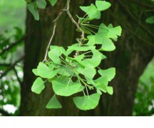 Ginkgo Biloba Extract / Flavone Glycosides / Terpene Lactone