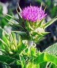 milk thistle extract silymarin silybin