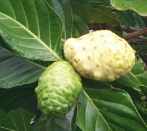 Noni Morinda Citrifolia Extract 10 1 And 9% To 12% Polysaccharides