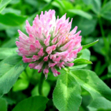 Red Clover Extract Total Isoflavones 8% To 60% Hplc