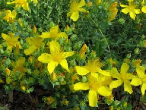 st john s wort plant extract hypericum perforatum hypericins mental health