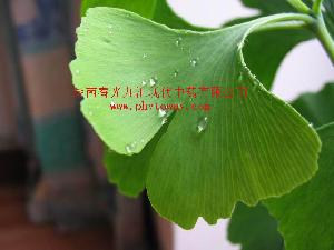 ginkgo biloba extract