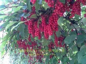 schisandra extract