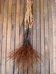planting dessert wine grape varieties