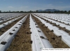 Agriculture Nonwoven Cloth