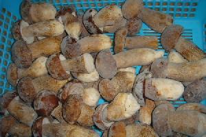 Frozen Boletus Edulis Whole And Cube And Slice