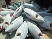 Offter To Sell Tuna Loin Block,cod And Pollack Fellets,scallop,squid Tube And Ring,shrimp Etc