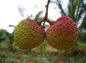 Chinese Origin Lychees