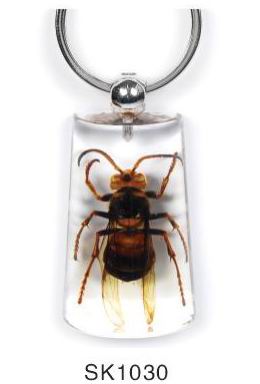 Sell Insect Amber Key Chain