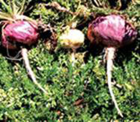 maca extract