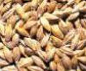 Oat P.e.