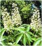 horse chestnut extract