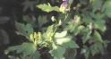 aconitum ambiguum p e