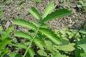 agrimony extract