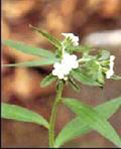 alkannin