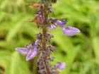 coleus forskohlii willd briq extract