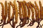 Cordyceps Sinensis P.e.