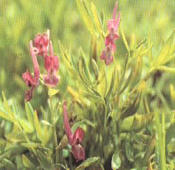 corydalis yanhusuo p e
