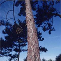 larix gmelini p e