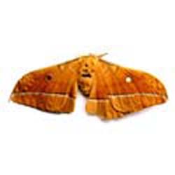 Male Silk Moth Extract