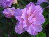 rhododendron simsii p e
