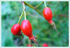 Rose Hip Powder